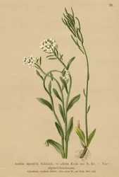 Arabette des contreforts des Alpes