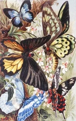 Papillons étrangers, planche de "Brehms Tierleben: Allgemeine Kunde des Tierreichs", vol.9, p.370, publié par Bibliographisches Institut