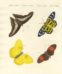 Papillons étrangers
