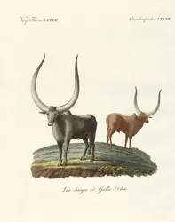 Mammifères étrangers
