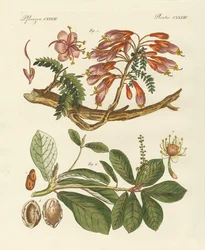 Plantes étrangères (gravure en couleur)