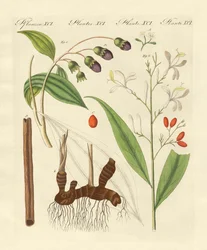 Épices étrangères (gravure en couleur)