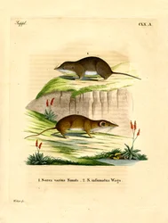 Musaraigne des forêts