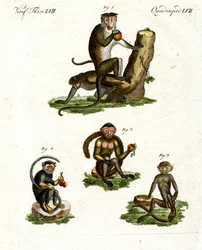 Quatre sortes de singes