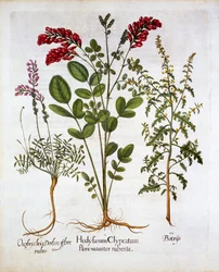 French Honeysuckle, Common Sainfoin et Feather GeraniumJerusalem Oak, de Hortus Eystettensis, par Basil Besler, pub. 1613