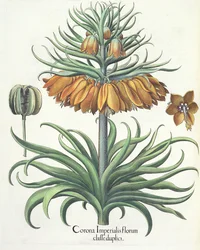 Fritillaire : Corona Imperialis florum classe duplici, du Hortus Eystettensis par Basil Besler (1561-1629), pub. 1613