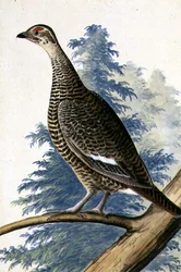 Oiseau de gibier, vers 1740