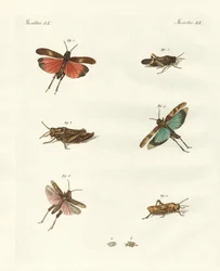 Sauterelles allemandes