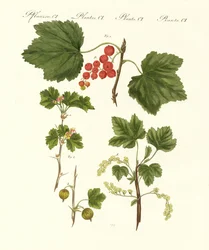 Fruits allemands