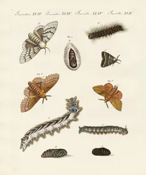 Papillons de nuit allemands