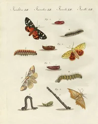Papillons de nuit allemands