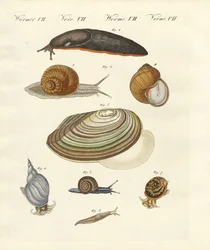 Escargots allemands