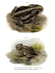 Crapaud géant