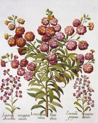 Giroflée, de Hortus Eystettensis, par Basil Besler (1561-1629), pub. 1613