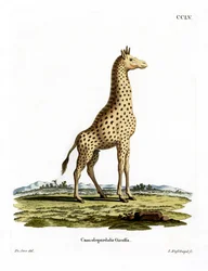 Girafe