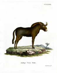 Gnou