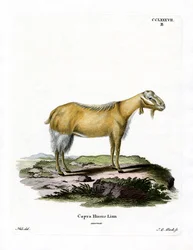 Chèvre Sans Cornes