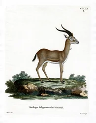 Gazelle à goitre