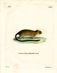 Rat doré de l