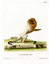 Tamarin lion doré