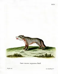Renard gris