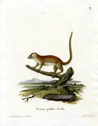 Microcèbe gris