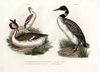 Grèbe huppé, 1864