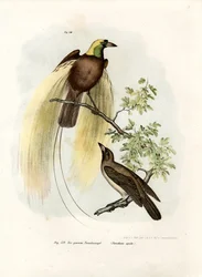 Grand oiseau de paradis, 1864