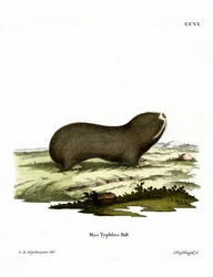Grand rat-taupe