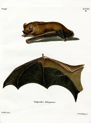 Noctule grand