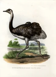 Émeu, 1864