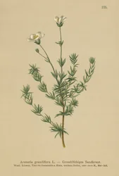Grande sabuline (Arenaria grandiflora)