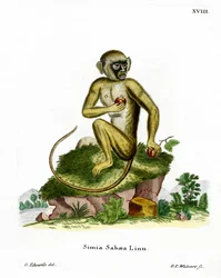 Singe vert