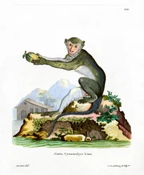 Singe vert