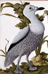 Oie grise, vers 1740