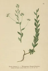 Drave grise (Draba incana)