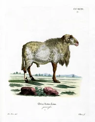 Mouton de Guinée