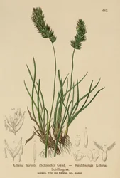 Herbe à cheveux