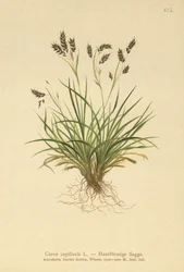 Carex capillaire