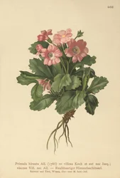 Primevère velue (Primula hirsuta)