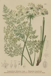 Laser de Haller (Laserpitium hirsutum, Laserpitium halleri, Laserpitium panax)
