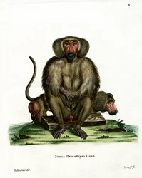 Babouin hamadryas