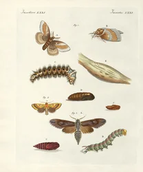 Papillons nuisibles