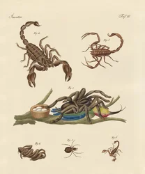 Insectes nuisibles des pays chauds