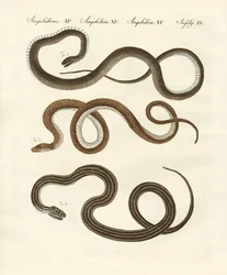 Serpent inoffensif