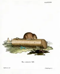 Souris des moissons
