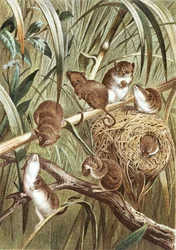 Souris des moissons, planche de "Brehms Tierleben: Allgemeine Kunde des Tierreichs", vol.2, p.515, publié par Bibliographisches Institut