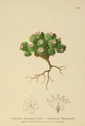 Androsace de Hausmann