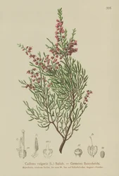 Bruyère (Calluna vulgaris)