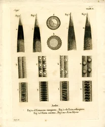 Hérisson